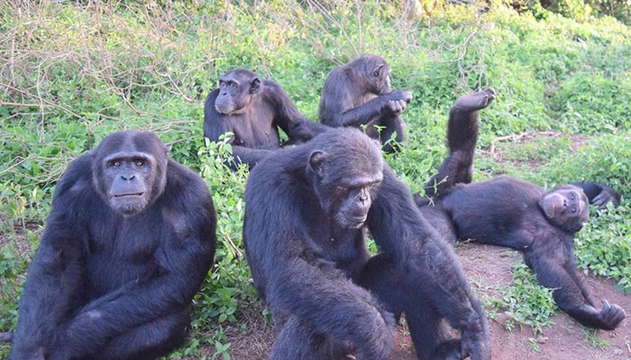 Ngamba Island Day Tour
